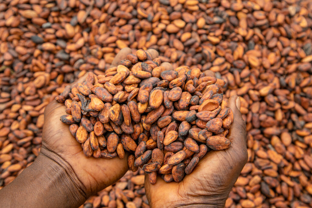 Premium Cocoa Beans