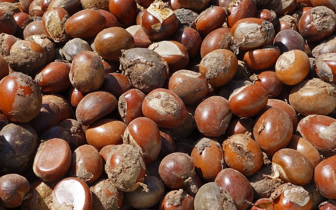Raw Shea Nuts